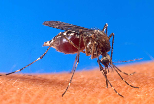 Как избавиться от комаров в доме
