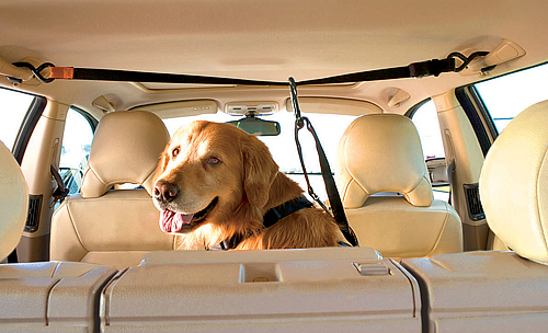 Что нужно знать о перевозке домашних животных в автомобиле
