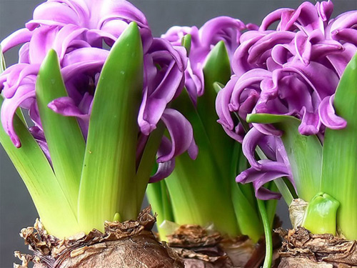 гиацинт фото hyacinth photo