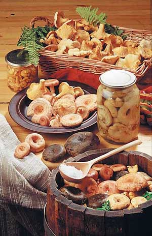 консервированные грибы