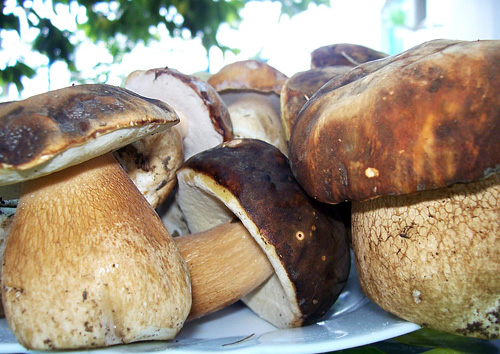 Как можно засолить свежие белые грибы