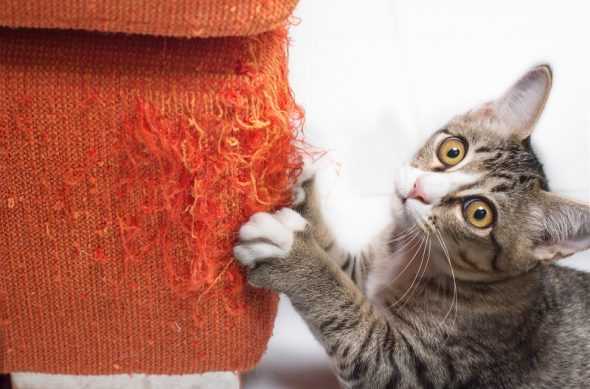 Как отучить кота точить когти о диван
