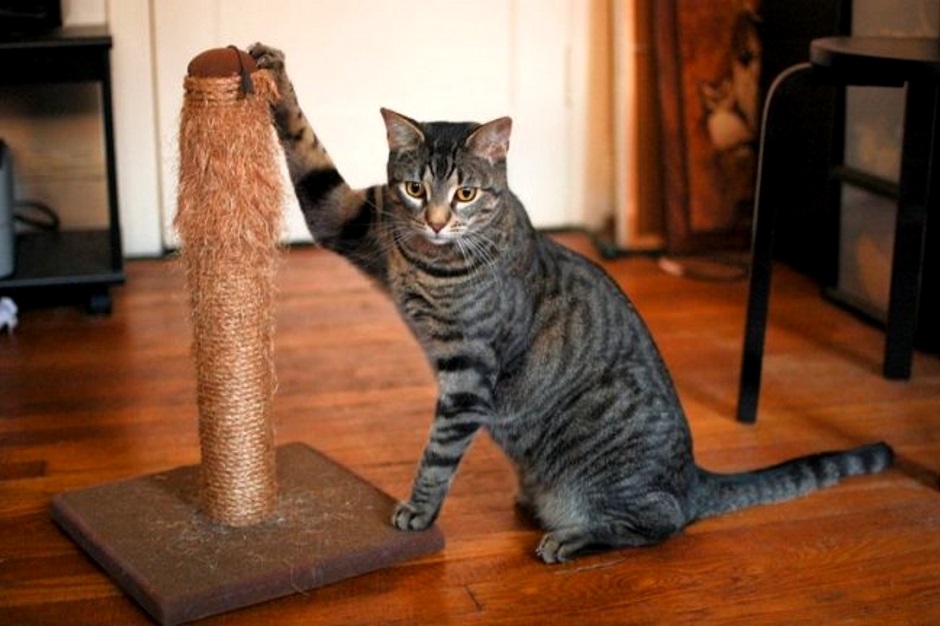 Как отучить кота точить когти о мебель
