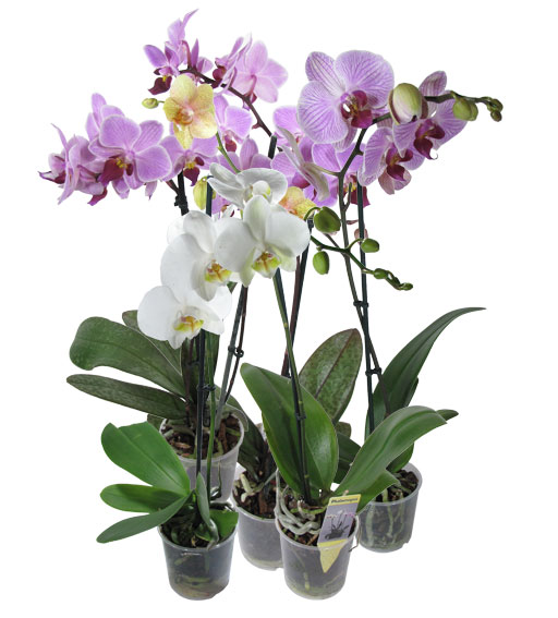 Орхидея Фаленопсис выращивание и уход