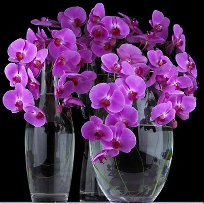 Орхидея Фаленопсис: выращивание в домашних условиях и уход